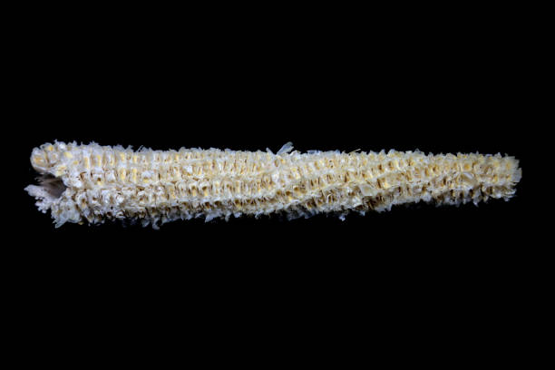 istock The condition of the corn cob after eating on black background. 827064704