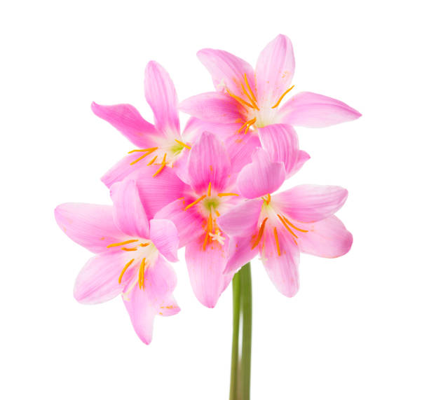 istock Five pink lilies isolated on a white background. Rosy Rain lily 827067682