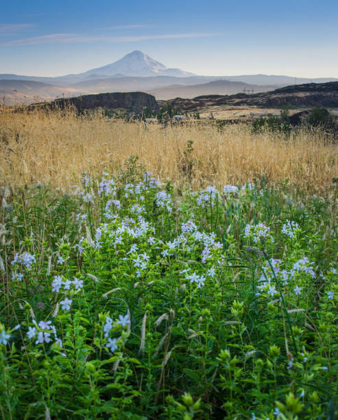 istock Mount Hood and summer flowers 827067738