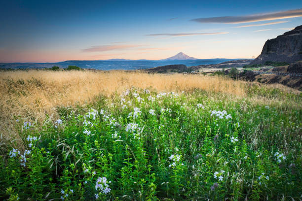 Mount Hood and summer flowers