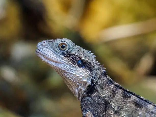 Photo of Lizard