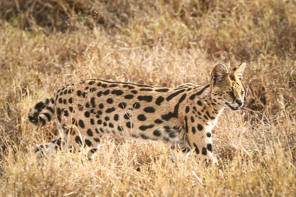 istock Serval in the savannah 827068810