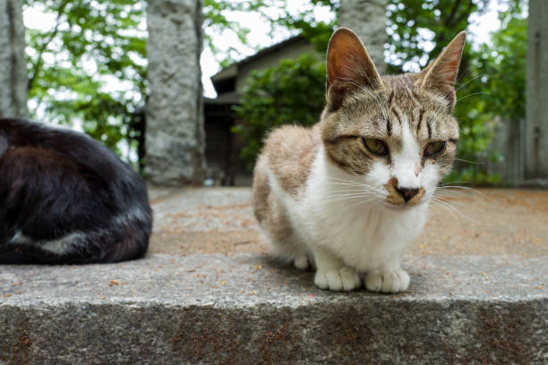 istock close-up cat in japanese garden 827069388
