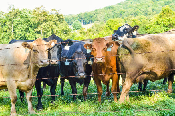 istock Many jersey cows staring through wire fence with number tags in ears 827071820