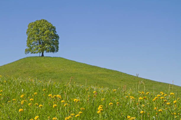 istock deciduous tree on the moraine hill of Veiglberg 827072028