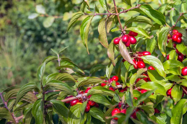 Closeup of bright red ripening fruits of the Cornelian cherry or Cornus mas shrub on a sunny day in the Dutch summer season.