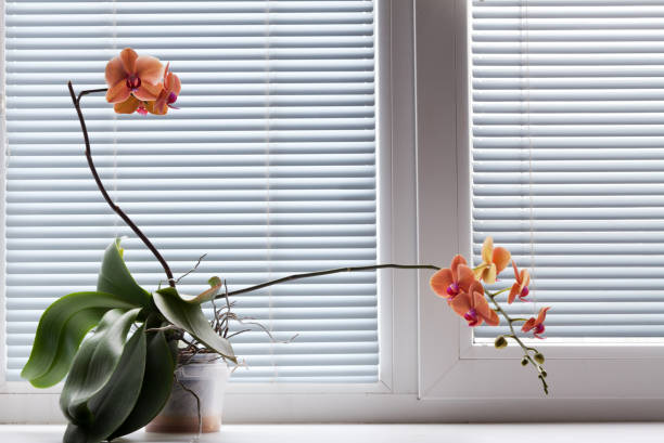 istock Beautiful orange blooming orchid 827074882