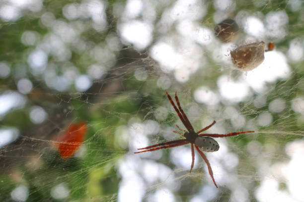 The spider in the garden. The spider in the garden,Animals rain forest in Thailand. poisonous grasshopper pictures stock pictures, royalty-free photos & images