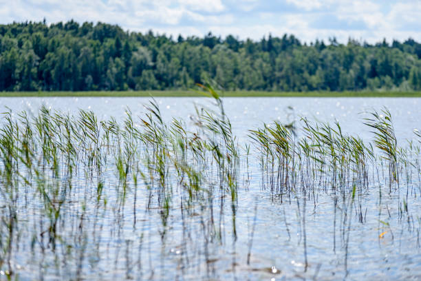 istock overcast day by the lake with water grass 827075130