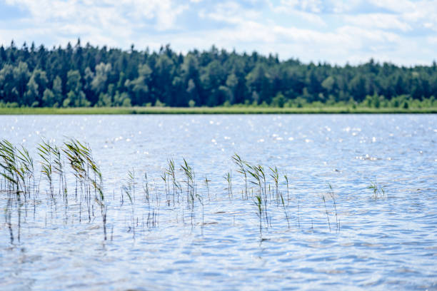 istock overcast day by the lake with water grass 827075152