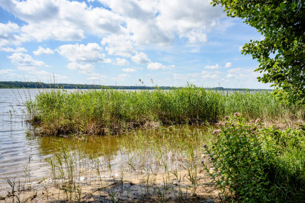 istock overcast day by the lake with water grass 827075170