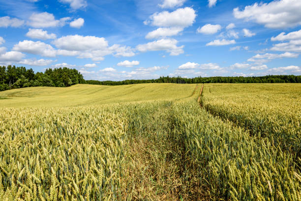 istock Summer Landscape with Wheat Field and Clouds 827075354