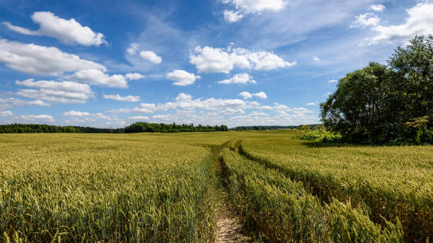 istock Summer Landscape with Wheat Field and Clouds 827075356
