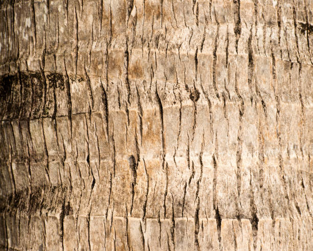 istock Rough brown palm tree wood bark natural texture background 827077736