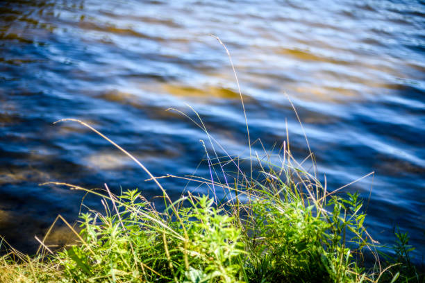 reflection of clouds in the lake with forest  and trees in background and horizon line