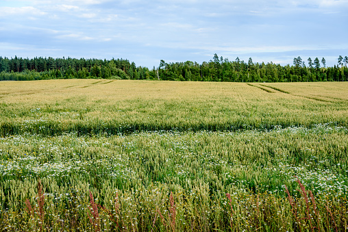Summer Landscape with Wheat Field and Clouds in latvia