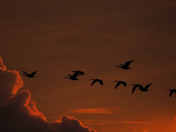 istock Canadian Geese at Sunset 827084882