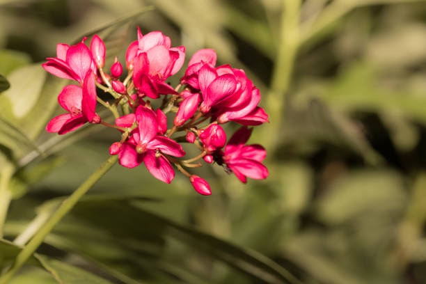 Red flower on a tropical plant.