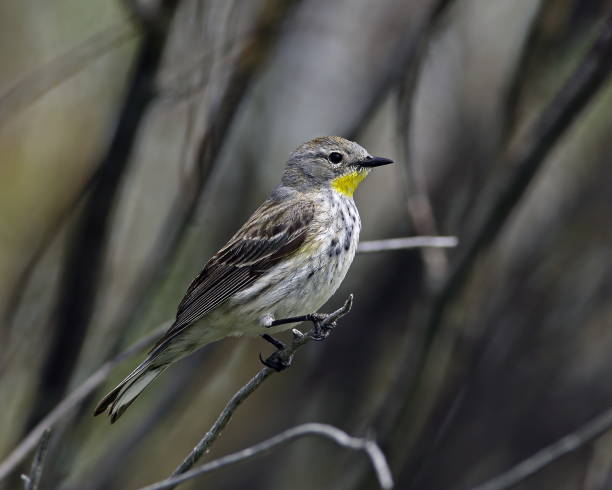 istock Yellow-rumped Warbler Female 827085254
