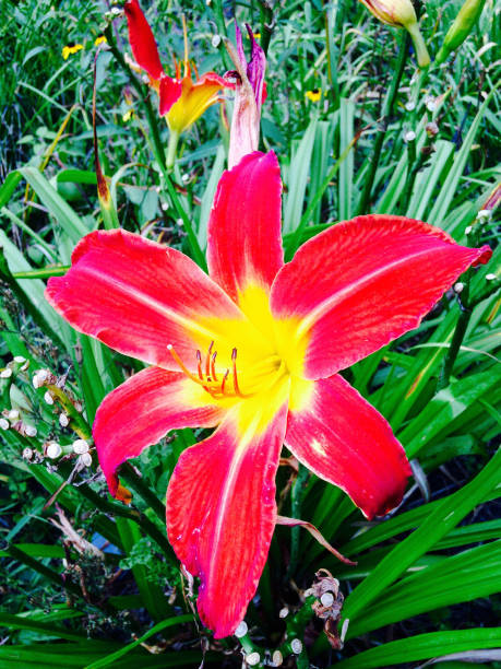 istock Red and gold day lily 827085600