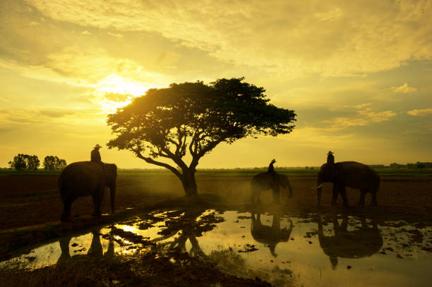 istock Thailand silhouette tree and elephants mahout together 827088812