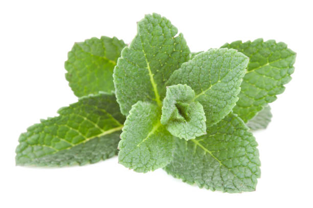 istock Close up of mint twig 827089206