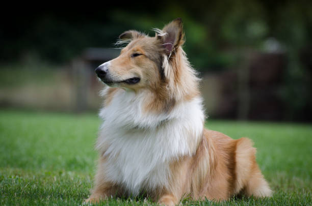 istock Scottish collie posing in the grass 827095666