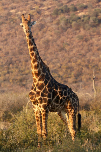 istock Giraffe in Madikwe Game Reserve 827095722