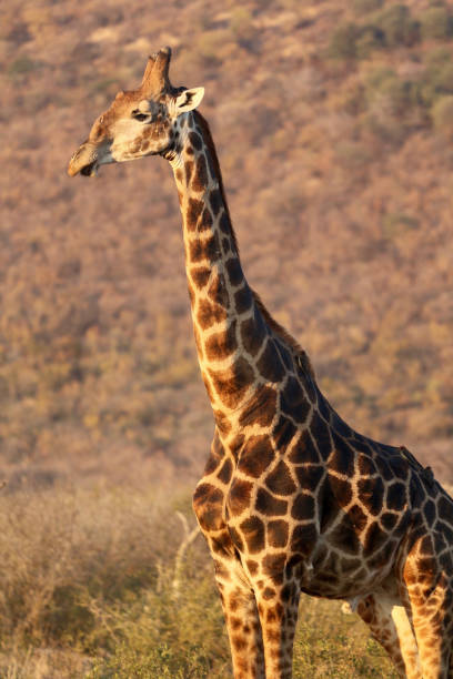 istock Giraffe in Madikwe Game Reserve 827095816