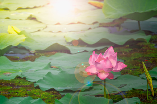 Close up water lily flower in pond