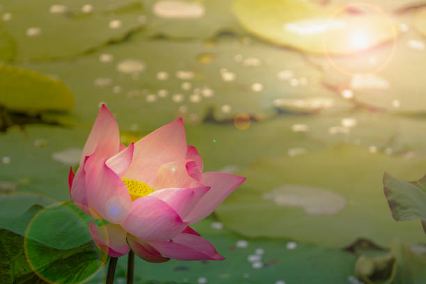 belles fleurs de nénuphar ou lotus en étang sur sunrise - pond water lily water drop photos et images de collection