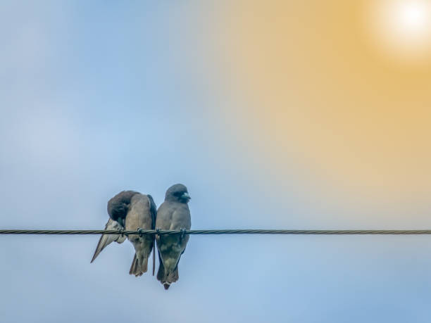 two birds on electric cable on sunset and blue sky