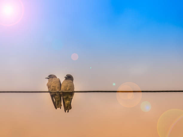 istock two birds on electric cable on sunset and blue sky 827102020