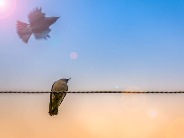 istock two birds on electric cable on sunset and blue sky 827102036
