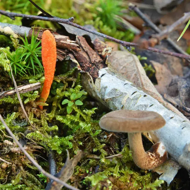 rare cordyceps militaris mushroom in the forest