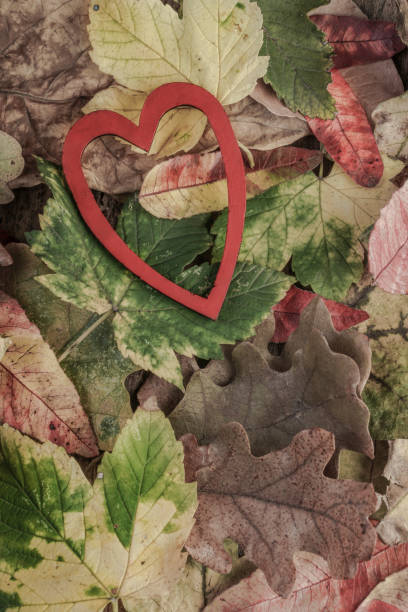 istock Red heart on colorful autumn leaves 827103118