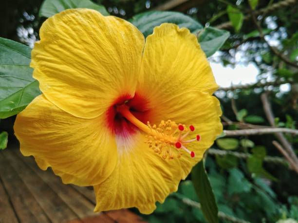 istock Yellow and Red Hibiscus Flower 827103390