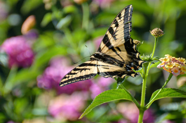 istock monarch butterfly on flowers 827106232