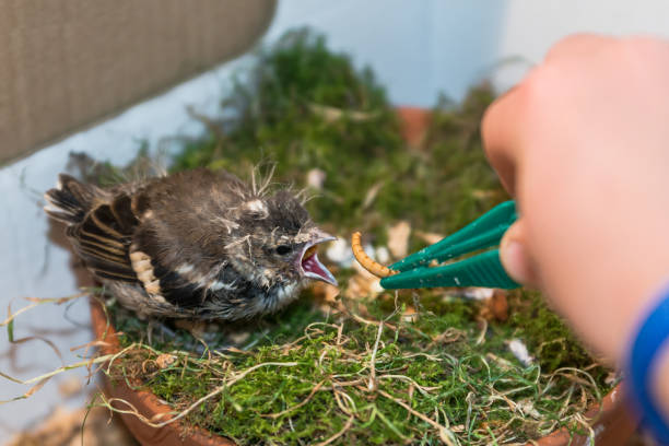 Baby chicken having a meal