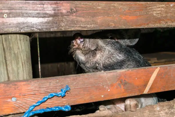 Minipig in a old hog house