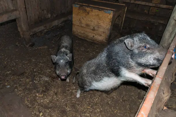 Minipig in a old hog house