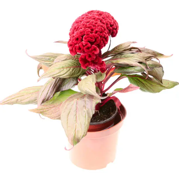 Celosia flower with leaves in pot isolated on white background