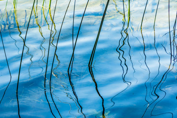 istock scenic reflection of reed grass in the lake 827119938