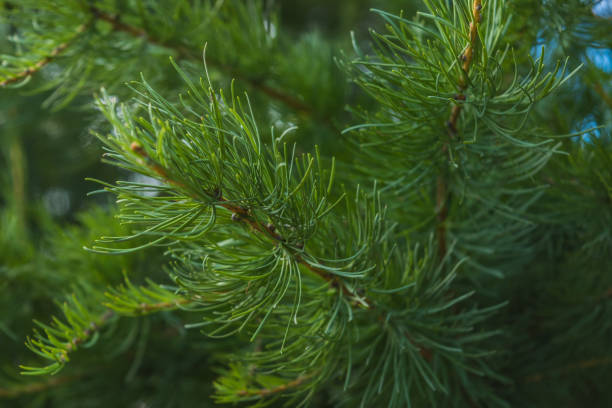 istock Fresh green of pine tree 827122720