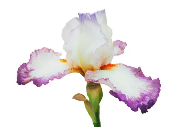 White-lilac iris with orange fringe and blue lip on petals, on green stalk, isolated white background, close-up