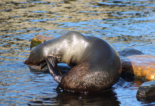 istock The South American fur seal (Arctocephalus australis) 827129382