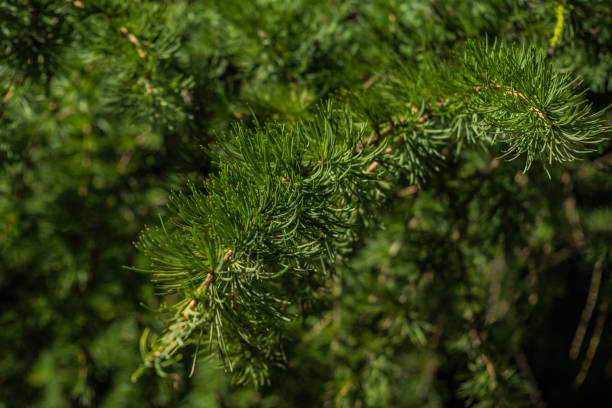 istock Branches of coniferous tree with young cones beautiful background 827129788