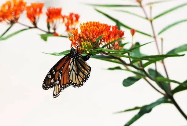 Female monarch butterfly laying eggs on orange butterfly weed