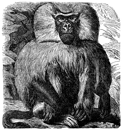 Illustration of a Baboon (Cynocephalus Hamadryas)