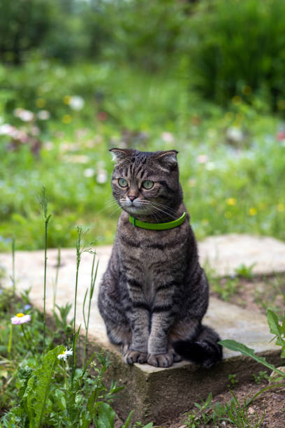 istock Cat posing against a green grass background 827135688
